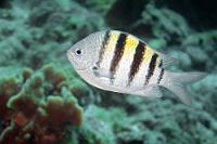Allerweltsfisch  Dieser auffällige kleine Riffbarsch ist an den Küsten und den Inseln des gesamtem Atlantiks anzutreffen. Den Namen haben ihm die Engländer verpaßt, wegen der auffälligen, an Rangabzeichen erinnernden Zeichnung. Auch im Indopazifik und den pazifischen Inseln macht der gestreifte Sergeant auf sich aufmerksam, allerdings in der nah verwandten Art  A. vaigiensis .    Sergeant Major  (Abudefduf saxatilis)   Gestreifter Sergeant : Sergeant Major, Abudefduf saxatilis, Gestreifter Sergeant