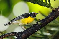 Anhänglich  Der Zuckervogel lebt auf 41 Unterarten verteilt im tropischen Mittel- und Südamerika und auf den karibischen Inseln. Während die dreifarbige Grundfärbung Schwarzgrau, Weiß und Gelb bei allen Unterarten identisch ist, variiert die Farbe der Kehle von fast Weiß über verschiedene (Blau-)Grautöne bis hin zu Schwarz. Auf Curaçao und Aruba kommt ausschließlich C. flaveola uropygialis vor – ein vorwitziger und wenig scheuer Geselle, den man nach vertrauensbildender Wassermelonenfütterung kaum wieder los wird. 'Unserer' kam noch Tage nach unserer Abreise zu seinem gewohnten Naschplatz und mußte jedes Mal enttäuscht wieder abziehen... :-)   Bananaquit  (Coereba flaveola uropygialis)   Zuckervogel od. Dreifarbzuckervogel : Bananaquit, Coereba flaveola uropygialis, Zuckervogel, Dreifarbzuckervogel