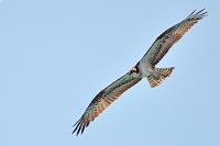 Aufgescheucht  Nachdem er sich wegen mir in die Lüfte schwingen mußte, war's mit der Kooperationsbereitschaft für ein schönes Flugfoto auch vorbei. Weit draußen über der Bucht kreiste er entweder auf der Suche nach einem schnellen Happen unter ihm, oder dass sich der aufdringliche Fotograf wieder verziehen möge. Dieses Bild ist in seiner starken Vergrößerung deshalb auch nur wegen des beeindruckenden Flugbildes interessant.   Western Osprey  (Pandion haliaetus carolinensis)   Fischadler : Western Osprey, Pandion haliaetus carolinensis, Fischadler