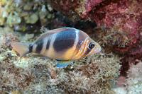 Braunband-Hamletbarsch  Die zu den Sägebarschen gehören Hamletbarsche gibt es in vielen verschiedenen  Farbvarianten . Ichthyologen glauben, zur Zeit Zeugen einer evolutionären Arttrennung zu sein, da die verschiedenen Varianten auch unterschiedliche Verhaltens- und Lebensgewohnheiten entwickeln. Hamletbarsche sind Zwitter, die aber keine Selbstbefruchtung praktizieren, sondern zu unterschiedlichen Zeiten mal Eier, mal Spermien produzieren.   Barred Hamlet  (Hypoplectrus puella)   Braunband-Hamletbarsch : Barred Hamlet, Hypoplectrus puella, Braunband-Hamletbarsch