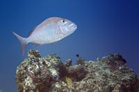 Bullig...  ...wirkt diese Type, die mit bis zu 75 cm Größe schon recht beeindruckende Dickkopf-Brasse. Leider bewies sie auch in anderer Hinsicht ihren Dickkopf, weil sie uns einfach nicht näher rankommen lassen wollte... Dieser Fisch hat sich nahrungsmäßig auf den Genuß von Diadem-Seeigeln spezialisiert, die er geschickt umzudrehen und zu knacken versteht.   Jolthead Porgy  (Calamus bajonado)   Dickkopf-Brasse : Jolthead Porgy, Calamus bajonado, Dickkopf-Brasse