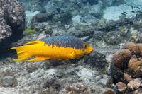 Divers  Vier Jahre später (und nach Sichtung vieler weiterer Exemplare) bin ich mir bei der Alterszuordnung aufgrund der Färbung nicht mehr sehr sicher. Dieser Lippfisch war eindeutig größer als der aus dem vorigen Bild, das Kopf-Graublau aber deutlich differenzierter. Recherchen im Netz ergeben ebenfalls kein eindeutiges Bild. Auf ein und denselben Seiten werden einträchtig nebeneinander die unterschiedlichst gefärbten und farbverlaufenen Exemplare mal als 'adult', wenig später als 'juvenil' identifiziert. Eins bleibt aber sicher – es ist ein:   Spanish Hogfish  (Bodianus rufus)   Spanischer Schweinslippfisch : Spanish Hogfish, Bodianus rufus, Spanischer Schweinslippfisch