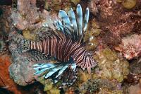 Eindringling  Der deutsche Name sagt es deutlich: 'Pazifischer Rotfeuerfisch'! Er hat hier also nichts zu suchen! Trotzdem leidet auch die Karibik – ebenso wie andere Weltgegenden – an der Invasion ortsfremder Arten, die entweder im Bilgewasser von Schiffen eingeschleppt werden, oder mutwillig ausgesetzt wurden. Da der Rotfeuerfisch eine nachvollziehbare Ausbreitung entlang der nordamerikanischen Küste Richtung Süden vollzogen hat, nimmt man an, dass ein nicht unerheblicher Teil der heutigen Karibikpopulation nordamerikanischen Aquarien entstammt. Innerhalb der karibischen Riffe ist dieser Fisch mangels natürlicher Feinde mittlerweile zu einer großen Bedrohung einheimischer Arten geworden, weil er sich über Bruten und Jungfische hermacht. Und obwohl das Harpunieren in den meisten karibischen Gewässern strikt verboten ist, wird amtlicherseits speziell für den Rotfeuerfisch der Abschuß sogar gefördert Unsere Gastgeber, selbst Taucher, ziehen regelmäßig los und kommen selten mit weniger als 20 Tieren von einem Tauchgang zurück. Da das Fleisch sehr wohlschmeckend ist, kann man bei einem anschließenden Abendessen gut das Angenehme mit dem Nützlichen verbinden ;-).   Red Lionfish  (Pterois volitans)   Pazifischer Rotfeuerfisch : Red Lionfish, Pterois volitans, Pazifischer Rotfeuerfisch