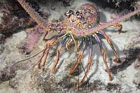 Einzelstück  Wahrscheinlich war es der schon weiter oben beschriebenen Überjagung geschuldet, dass wir in diesem Urlaub nur noch eine einzige Languste zu Gesicht bekamen. Die sich uns noch dazu ausschließlich frontal präsentierte und sich keinesfalls von der Seite fotografieren lassen wollte!    Caribbean Spiny Lobster  (Panulirus argus)   Karibik-Languste : Caribbean Spiny Lobste, Panulirus argus, Karibik-Languste