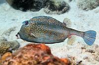 Erwischt  Abgesehen davon, dass dieser hübsche Kofferfisch an der amerikanischen Ostküste bis nach New Jersey hoch vorkommt, an der Golfküste Floridas nicht nachgewiesen werden konnte, dafür aber in der südlichen Karibik, ist nicht allzuviel über ihn herauszufinden. Ach ja... dass er sehr scheu ist, vielleicht noch. Was wir bestätigen können, denn dieser Schuß ist ein echter Glücksfall und dem Fisch steht der Überraschungsschrecken noch ins spitze Kußmündchen geschrieben...   Honeycomb Cowfish  (Lactophrys polygonia)   Waben-Kofferfisch : Honeycomb Cowfish, Lactophrys polygonia, Waben-Kofferfisch