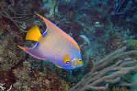 Farbwunder  "Schwimmt langsam im Riff umher und hebt sich vor einem Hintergrund aus Seepeitschen, Gorgonien und Korallen kaum ab" (Paul Humann, "Fischführer Karibik") – ähhmm... Wenn ein Korallenfisch ins Auge springt, dann dieser! Zwei Urlaube hatten wir umsonst auf eine Sichtung dieses wunderschönen Kaiserfisches gehofft. Dieses Mal wurden wir mit mehreren Begegnungen an verschiedenen Orten belohnt, gelegentlich sogar paarweise! Das schönste Foto gelang mir aber am letzten Urlaubstag beim letzten Tauchgang.  Queen Angelfish  (Holacanthus ciliaris)  Diadem-Kaiserfisch : Queen Angelfish, Holacanthus ciliaris, Diadem-Kaiserfisch