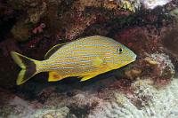 Fehlte noch  Weit davon entfernt, mit dieser Curaçao-Site auch nur annähernd einen vollständigen Überblick über die Biodiversität der Niederländischen Antillen geleistet zu haben, darf doch unter den häufigen Spezies dieser nur im Westaltlantik vorkommende Grunzer nicht fehlen. Wie bei allen Grunzern ist es ein durch das Knirschen der Rachenzähne verursachtes und von der Schwimmblase akustistisch verstärktes Geräusch, welches für die Namensgebung der Art verantwortlich ist.   Bluestriped Grunt  (Haemulon sciurus)   Blaustreifen-Grunzer : Bluestriped Grunt, Haemulon sciurus, Blaustreifen-Grunzer