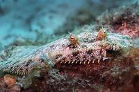 Flachmann...  ...oder -frau?  Plattfisch im typisch ruhenden Terrainfolgemodus.   Peacock Flounder  (Bothus lunatus)   Pfauen-Butt : Peacock Flounder, Bothus lunatus, Pfauen-Butt