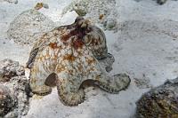 Genervt  Waren es zuerst nur zwei Blaurücken-Stachelmakrelen, die diesen Oktopus ständig umkreisten und anstupsten, kamen zur Krönung jetzt noch zwei Taucher hinzu, die ihm mit einem merkwürdigen Blitzteil nachstellten. Hektisch bemüht, diesen aufdringlichen Zeitgenossen auszuweichen, bot er uns für eine ganze Weile das volle Programm seines eindrucksvollen Farbenspiels, mit dem er sich vor wechselnden Untergründen unsichtbar zu machen versuchte. Schließlich half nur noch ein kräftiger Stoß aus seiner Wasserdüse, mit dem er sich schließlich außer Reichweite brachte.   Brazil reef octopus  (Octopus insularis)   Brasilianischer Riffkrake : Caribbean Reef Octopus, Octopus briareus, Karibischer Riffkrake