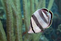 Gestreifter Falter  Der kleine, barschverwandte Falterfisch, von zwei schwarzen Körperstreifen geschmückt und mit einem zusätzlichen Tarnband über den Augen versehen, lebt vorzugsweise von Zooplankton wie Feder- und Röhrenwürmern, Vielborstern und Korallenpolypen. Auch soll er sich gelegentlich als Parasitenputzer bei größeren Fischen betätigen.   Banded Butterflyfish  (Chaetodon striatus)   Gestreifter Falterfisch : Banded Butterflyfish, Chaetodon striatus, Gestreifter Falterfisch
