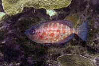 Großauge  Die riesigen Augen deuten schon auf die hauptsächliche Nachtaktivität dieser Barsche hin. Mit ihrer lichtreflektierenden Hinteraugenschicht sehen die Fische tatsächlich so aus, als hätten sie Glasaugen.   Glasseye Snapper  (Priacanthus cruentatus)   Glassaugenbarsch : Glasseye Snapper, Priacanthus cruentatus, Glassaugenbarsch