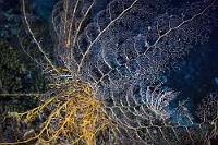 Haarstern  Tierisches Leben kann schon wahnwitzige Formen annehmen. Ich muß gestehen, auf den ersten Blick im Lampenlicht eine ungewöhnliche Gorgonie vermutet zu haben, bis mir klar wurde, was da in der leichten Dünung hin- und her wogte. Den Tag verbringt das Gorgonenhaupt als Schutz vor Feinden zusammengerollt am Fuß einer Koralle, die erst nach Anbruch der Dunkelheit erklommen wird. Oben angekommen, entfaltet sich das aus acht Hauptarmen und einem diskusförmigen Körper bestehende Tier zu einem fast metergroßen Gebilde. Die Hauptarme wiederum verzweigen sich fraktal zu unzähligen Filamenten, mit denen Plankton und Kleinstlebewesen aus der Strömung gefischt werden.   Giant Basket Star or Gorgon's Head  (Astrophyton muricatum)   Karibisches Gorgonenhaupt Night dive : Giant Basket Star, Gorgon's Head, Astrophyton muricatum, Karibisches Gorgonenhaupt