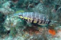 Harlekin  Mit lediglich 15 cm Länge ist dies ein eher kleiner, häufig im Riff anzutreffender Barsch. Mit seiner clownesken Färbung sticht er aber sofort ins Auge.   Harlequin Bass  (Serranus tigrinus)   Harlekin-Sägebarsch : Harlequin Bass, Serranus tigrinus, Harlekin-Sägebarsch