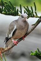 Haustaube  So 'gewöhnlich' wie bei uns die Haustaube ist auf den Niederländischen Antillen die Amerikanische Feldtaube. Mit ihrem ausschließlichen Vorkommen in den Küstengebieten Venezuelas, dem nördlichen Kolumbien und den eben genannten Inseln ist sie auf ein sehr spezifisches Verbreitungsgebiet beschränkt.   Bare-eyed Pigeon  (Patagioenas corensis)   Nacktaugentaube, Ala-Blanca-Taube : Bare-eyed Pigeon, Patagioenas corensis, Nacktaugentaube, Ala-Blanca-Taube