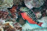 Initialphase  Der im Alter vornehmlich grün gefärbte Papageifisch zeigt als Jugendlicher noch einen hübschen roten Bauch mit drübergelagertem Rautenmuster.   Stoplight Parrotfish  (Scarus viride) , initial phase: f. or m.  Signal-Papageifisch : Stoplight Parrotfish, Scarus viride, Signal-Papageifisch