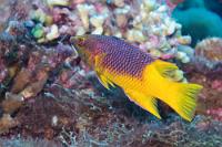 Jungtier  Da der Spanische Schweinslippfisch ausgewachsen bis zu 60 cm groß werden soll und dieses Exemplar gerade mal 20 cm erreicht hatte, dürfte es sich um ein noch relativ junges Tier handeln. Dafür spricht auch die Farbdifferenzierung, denn nur bei Jungen ist das Violett des vorderen Oberkörpers so gut abgegrenzt. Später verlaufen die Farben mehr ineinander und bilden eine einheitlichere violett-gelbe Marmorierung.   Spanish Hogfish  (Bodianus rufus)   Spanischer Schweinslippfisch : Spanish Hogfish, Bodianus rufus, Spanischer Schweinslippfisch