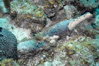 Keine Amphoren  Denn wären's welche, wären sie wohl strafbedroht geschützt und weiträumig abgeriegelt. So handelt es sich 'nur' um die Überbleibsel einer historischen Schiffskollision in der stürmischen Daibooibaai, die wohl so unbedeutend war, dass nicht einmal im Netz irgendwelche Belege zu finden sind. Lediglich den – unbezweifelten! – Schilderungen unserer Gastgeber verdanken wir das Wissen um die Herkunft der auch heute noch in 200 m Uferabstand und 14 m Tiefe zu findenden, leider nicht mehr gefüllten Weinflaschen. Für ihr historisches Alter spricht zudem der nicht unerhebliche Algen- und Korallenbewuchs.