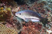 Keine Prinzessin  Junge Königin-Papageifische heißen nicht 'Prinzessin' – das würde die Nomenklatur noch skurriler machen ;-). Bei der erwachsenen Königin, von der wir leider kein Foto haben, verschwindet der weiße Seitenstreifen der Initialform komplett und macht einer durchgängigen Blaugrünfärbung Platz.   Queen Parrotfish  (Scarus vetula) , initial phase: f. or m.  Königin-Papageifisch : Queen Parrotfish, Scarus vetula, Königin-Papageifisch