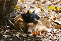 Kinderstube  Quasi 'im Hinterhof' der  Villa Mango  – unserer geliebten, bereits das zweite (Korrektur: das dritte ;-)) Mal gebuchten Unterkunft –  befindet sich ein kleines Mangowäldchen, welches während der Reifezeit der Mangos gerne und häufig von einer verwilderten Hausschweinsippe aufgesucht wird. Trotz ihrer Scheu und Fluchtbereitschaft kann man, verborgen hinter einer schützenden Mauer, eine Zeitlang den nach heruntergefallenen Früchten stöbernden Eltern und ihren verspielten Frischlingen zusehen und Zeuge werden, wie sich die erschöpften Kleinen bald zu einem zusammengekuschelten Nickerchen niederlegen. Wer die nicht 'echt süß' und 'niedlich' findet, dem ist nicht zu helfen ;o))