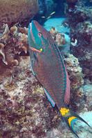 Körperpflege  Erwachsener Signal-Pagageifisch an der Putzerstation.   Stoplight Parrotfish  (Scarus viride, syn. Sparisoma viride) , terminal phase: m.  Signal-Papageifisch : Stoplight Parrotfish, Scarus viride, Sparisoma viride, Signal-Papageifisch