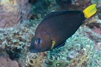 Kompliziert...  ...ist's mit den Hamletbarschen. Nicht nur, dass einige Ichthyologen der Meinung sind, es gäbe überhaupt nur eine einzige Art mit sich derzeit ausdifferenzierenden  Unterarten unterschiedlicher Färbung  – nein, es soll auch noch Hybridformen geben, die Merkmale von Färbungen zweier Unterarten aufweisen. Dieser Gelbschwanz-Hamletbarsch könnte ein solcher Kandidat sein, da er im im Kopf- und Brustbereich eine leicht gelbe Tönung und an den Kiemen einen blauen Farbrand aufweist, wie er für Gelbbauch-Hamletbarsche typisch ist. Ist alles nicht einfach...   Yellowtail Hamlet  (Hypoplectrus chlorurus)   Gelbschwanz-Hamletbarsch  (möglicherweise Hybride zwischen Gelbschwanz- und Gelbbauchhamlet) : Yellowtail Hamlet, Hypoplectrus chlorurus, Gelbschwanz-Hamletbarsch