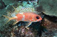 Langstachelig  ...und mit typischer weißer Dreickszeichnung der Rückenflossenspitzen unterscheidet sich dieser Husar wiederum deutlich von seinen  beiden anderen , von uns beobachteten Kollegen.   Longspine Squirrelfish  (Holocentrus rufus)   Langstachel-Husar : Longspine Squirrelfish, Holocentrus rufus, Langstachel-Husar