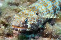 Lauerjäger  Von dem würd' ich mich als unschuldiges Fischlein auch nicht gern überraschen lassen...   Sand Diver  (Synodus intermedius)   Sandtaucher-Eidechsenfisch : Sand Diver, Synodus intermedius, Sandtaucher-Eidechsenfisch