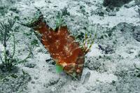 Neue Ufer   Christa und Alex  verdanken wir an unseren letzten Urlaubstagen den Tipp, doch mal den von uns bislang übersehenen Spot "Victor's Place" aufzusuchen. Vor der Industriekulisse der Meerwasserentsalzungsanlage Willemstads erreicht man im Wellenschatten eines Piers leicht zugänglich das dicht vorm Ufer beginnende Riff. Schon auf den ersten noch im Flachwasser befindlichen Metern wühlt ein noch junger Eber-Lippfisch im Sand nach Futter, dabei eine intensive Rotfärbung präsentierend, die als Begleiterscheinung aktiver Nahrungssuche typisch für ihn ist.   Hogfish  (Lachnolaimus maximus)   Eber-Lippfisch : Hogfish, Lachnolaimus maximus, Eber-Lippfisch