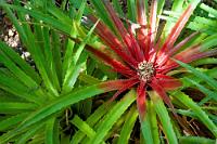 Rotherzig  Laientypisch hat man bei Bromelien eher Regenwald im Sinn, wo sie sich als wassertriefende Schmarotzer bevorzugt auf Dschungelholz ansiedeln. Auf den niederländischen Antillen und im angrenzenden Venezuela gedeiht hingegen die endemische  Bromelia humilis  zwischen dornigem Gestrüpp und übermannshohen Kakteen auf knochentrockenem Korallenkalkboden. Sie profitiert im relativ hochgelegenen Christoffelpark von feuchtem Seenebel und einer etwas erhöhten Niederschlagsfrequenz gegenüber dem Rest der Insel.  Ground Bromelia  (Bromelia humilis)  Bromelie : Ground Bromelia, Bromelia humilis, Bromelie