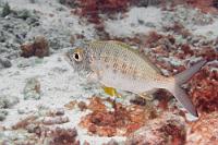 Sandwühler  Ihrer Lebensweise als nach bodenlebenden Wirbellosen grabenden Fischen kommt den Silberlingen ihr weit vorstülpbares Maul entgegen, welches lateinisch treffend als 'protraktil' bezeichnet wird. Diesen kleinen Barschverwandten haben wir ausschließlich beim Nachttauchgang gesehen.   Yellowfin Mojarra  (Gerres cinereus)   Gelbflossen-Silberling : Yellowfin Mojarra, Gerres cinereus, Gelbflossen-Silberling