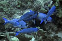 Schnappschuß  Sind sie da, sind sie weg... Kaum Zeit, um auf den Auslöser zu drucken, daher ist dieses Foto auch im besten Fall als Doku zu betrachten. Die Kreolen-Lippfische erscheinen abhängig vom Alter in den skurrilsten Farben. Da erwachsene Tiere meist so wie hier vorne blau mit weißem Maul, in der hinteren Hälfte aber gelb mit violettem Schwanz sind, Jugendliche meist einfarbig lila oder pink erscheinen, bin ich mir über die Zuordnung dieser einheitlich blauen Fische nicht so richtig im Klaren. Sicher ist nur, dass es Kreolen-Junker sind... ;-)   Creole Wrasse  (Clepticus parrae)   Kreolen-Lippfisch : Creole Wrasse, Clepticus parrae, Kreolen-Lippfisch