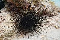 Schwarze Variante  Dieser in der Karibik sehr häufig vorkommene Seeigel ist zwar 'nur' ein harmloser Algenfresser, hat aber mit seinen leicht abbrechenden Stachelspitzen schon manchem Taucher zu schmerzhaften, infektiösen Wunden verholfen. Meist erscheint er schwarz wie hier, kommt aber auch in violetten, grauen, weißen und bläulich-weißen Varianten vor.    Long-spined Sea Urchin  (Diadema antillarum)   Antillen-Diademseeigel : Long-spined Sea Urchin, Diadema antillarum, Antillen-Diademseeigel