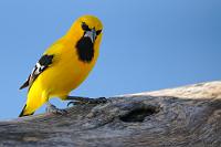 Schwarzlätzchen  Die ausschließlich auf Curaçao beschränkte Unterart  I. n. curasoensis  dieser weitverbreiteten Oriolenfamilie hat es dort immerhin zum Status eines Nationalvogels gebracht! Wenn der helle Flötentöne produzierende Singvogel nicht gerade  Zucker nascht , ernährt er sich hauptsächlich von Früchten, Beeren und Pflanzennektar und baut zur Brutzeit eindrucksvolle hängende Nester von bis zu einem halben Meter Länge.  Auf der  Pazifikseite des südamerikanischen Kontinents  gibt's einen Trupial mit gelben Schwanzfedern!   Yellow Oriole  (Icterus nigrogularis curasoensis)   Papiamentu: Trupial Kachó Orangebrusttrupial : Yellow Oriole, Icterus nigrogularis curasoensis, Orangebrusttrupial