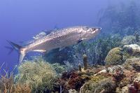 Silberfisch  Der Tipp mit "Victor's Place" war Gold wert – d.h., eher 'Silber'! Die letzten Aufnahmen unseres dritten Curaçao-Aufenthalts gelten zwei Arten, die wir erstmalig überhaupt gesichtet haben. Darunter die spektakuläre und völlig unerwartete Begegnung mit einem Schwarm Tarpune, die nach Auskunft unserer Gastgeber bislang wohl an der Hafeneinfahrt Willemstads, im Sint Annabaai Kanal zu Hause waren. Aufgrund langjähriger und lautstarker Bauarbeiten am nahegelegenen Kreuzfahrtpier sind sie möglicherweise ein Stück nach Norden abgewandert und haben sich dankenswerterweise genau hier angesiedelt.  Tarpon  (Megalops atlanticus)  Atlantik-Tarpun : Tarpon, Megalops atlanticus, Atlantik-Tarpun