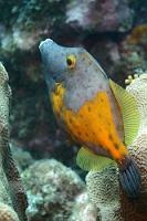 Spielverderber  Lange war ich schon hinter den recht scheuen Weißflecken-Feilfischen hergewesen. Dieses Weibchen hielt endlich mal still, wechselte aber kurz vorm Auslösen die Farbe der bisher unübersehbar verschwommenen weißen Flecken auf Dunkelgrau und legte die namensgebende 'Feile' an. Irgendwie muß der Fotograf doch zu ärgern sein...   Whitespotted Filefish  (Cantherines macrocerus)   Weißflecken-Feilenfisch : Whitespotted Filefish, Cantherines macrocerus, Weißflecken-Feilenfisch