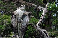 Standvogel  Unter den weltweit verbreiteten Fischadlern ist die amerikanische Unterart  P. h. carolinensis  etwas größer als seine Verwandten und hat ein dunkleres Deckgefieder. Außerdem fehlt ihm der dunkle Brustfleck. Hier am Rande des menschenleeren Playa Jeremi beim entspannten Trocknen seines Gefieders. Zumindest so lange, bis ich mich mit der Kamera bis auf 80-100 m genähert hatte...   Western Osprey  (Pandion haliaetus carolinensis)   Fischadler : Western Osprey, Pandion haliaetus carolinensis, Fischadler