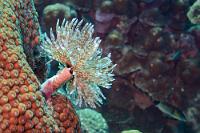 Staubfänger  Mit seinen zahlreichen Fächern filtriert der Röhrenwurm als 'Staubfutter' bezeichnet feines Plankton aus dem Wasser. Bei Gefahr, oder wenn Fische an den Fächern zupfen, kann es auch schon mal vorkommen, dass der Wurm die ganze Krone abwirft. Diese wächst dann aber schnell wieder nach.  Bei Annäherung ist die Fächerkrone blitzschnell in der Röhre verschwunden, so dass man sich vorsichtig anpirschen muß, wenn man für ein Foto näher ran will.   Sabellastarte  (Sabellastarte magnifica)   Sabella Röhrenwurm : Sabellastarte, Sabellastarte magnifica, Sabella Röhrenwurm