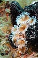 Staubwedel  In Ermangelung eines 'offiziellen' deutschen Namens hab' ich diesen Röhrenwurm einfach mal wörtlich aus den Englischen übersetzt. Die sich ungeschlechtlich vermehrenden Federwürmer können verschiedene Farbvarianten aufweisen, die aber innerhalb ihrer familiären Kolonien identisch sind.   Social Feather Duster Worms  (Bispira brunnea)   Staubwedel-Röhrenwürmer : Social Feather Duster Worms, Bispira brunnea, Staubwedel-Röhrenwürmer