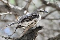Strandsänger  Angeschmiegt an diesen Ast schmetterte die Drossel aus voller Kehle ihr Lied über die Daaibooibaai. Selbst meine Annäherung mit dem großen Tele konnte sie nicht beeindrucken.   Tropical Mockingbird  (Mimus gilvus rostratus)   Tropenspottdrossel : Tropical Mockingbird, Mimus gilvus rostratus, Tropenspottdrossel