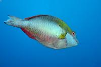 Ungesund  Dieser Papageifisch gehört zu einer Art, welche sich nicht zerstörerisch über Hartkorallenbestände hermacht, sondern sich mit Wasserpflanzen und Algen begnügt. Bei Genuß des Fleisches durch Menschen soll es gelegentlich zu der sogenannten 'Ciguatera-Fischvergiftung' kommen, die mit Hautausschlägen, Diarrhöe, Übelkeit und Erbrechen einhergeht. Neurologische Beeinträchtigungen wie Vertauschung des Kalt-/Warm-Gefühls können mitunter wochenlang andauern. Diesen Fisch haben wir nur einmal im schnellen Vorbeischwimmen vor die Linse bekommen, die Qualität ist deshalb leider etwas durchwachsen.   Redband Parrotfish  (Sparisoma aurofrenatum) , terminal phase: m.  Rotbinden-Papageifisch : Redband Parrotfish, Sparisoma aurofrenatum, Rotbinden-Papageifisch