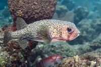 Untypisch  Nicht nur, dass er in der Karibik  so gut wie gar nicht vorkommt , der bis zu einem Meter große Igelfisch schwamm uns auch ausschließlich tagsüber vor die Linse, obwohl er eigentlich nachtaktiv sein soll. War wohl völlig verpeilt, der Fisch...   Porcupine Fish  (Diodon hystrix)   Gepunkteter Igelfisch : Porcupine Fish, Diodon hystrix, Gepunkteter Igelfisch