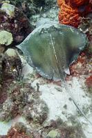 Unwillig  Die in den zurückliegenden Jahren und Tauchgängen von uns beobachteten Stachelrochen hatten sich meist vollständig in ein helles Sandbett eingegraben und vertrauten so sehr auf ihre Tarnung, dass sie eine hautnahe Annäherung des Fotografen gestatteten. Wie im vorigen Bild ersichtlich, lag dieser Rochen fast völlig frei auf felsigem Untergrund. Mein Versuch, ihm von Nahem auch mal unter den Mantel zu gucken, wurde dann auch mit einem unwilligen Aufbruch quittiert, so dass mir nur noch der Blick von hinten blieb...    Southern Stingray  (Dasyatis americana)   Amerikanischer Stechrochen : Southern Stingray, Dasyatis americana, Amerikanischer Stechrochen