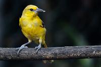 Vernascht  Warum in die Ferne schweifen, wenn der Zucker liegt so nah...?, scheint sich diese, noch sehr junge Oriole zu fragen. Im Gegensatz zum erwachsenen Vogel, der über ein großes,  schwarzes Brustlätzchen  und einen ausgeprägt schwarzen Augenring verfügt, ist das Gefieder dieses Jungvogels noch nicht einmal ansatzweise 'geschwärzt'. Da die Art sich in der Regel von Früchten, Beeren und Nektar ernährt, wird auch der Zucker an der Futterstelle gerne genommen.   Yellow Oriole  (Icterus nigrogularis curasoensis)  immature!  Orangebrusttrupial : Yellow Oriole, Icterus nigrogularis curasoensis, Orangebrusttrupial