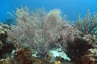 Wasserschaft?  Wie nennt man eine Landschaft unter Wasser?  Egal – so 'bewaldet' ist's in der Daibooibaai   Smooth Sea Feather  (Pseudopterogorgia acerosa)   Federgorgonie  Porous Sea Rod Gorgonian  (Pseudoplexaura sp.)   Porige Strauchgorgonie : Smooth Sea Feather, Pseudopterogorgia acerosa, Federgorgonie, Porous Sea Rod Gorgonian, Pseudoplexaura sp., Porige Strauchgorgonie