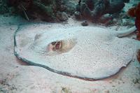 Wenig scheu  So liebt man als Fotograf seine Modelle: ruhig und gelassen. Hätte er zum Abschluß des Shootings im Davongleiten noch ein paar fotogene Flügelschläge hingelegt, wär's noch besser gewesen; wir wollten ihn aber nicht hochscheuchen. Nach den Beschreibungen handelte es sich bei diesem durchgängig grau gefärbten Rochen um ein Jungtier, die nicht unerhebliche Größe von ca. 1,5 m (mit Schwanz) paßt aber nicht ganz dazu...?!   Southern Stingray  (Dasyatis americana)   Amerikanischer Stechrochen : Southern Stingray, Dasyatis americana, Amerikanischer Stechrochen