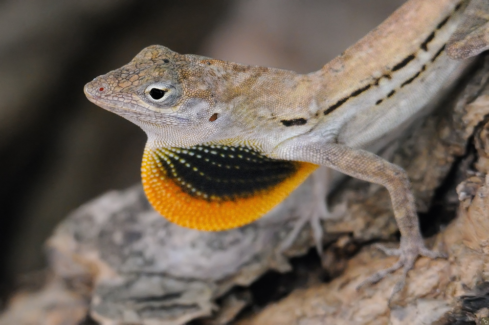 Trunk-ground anole