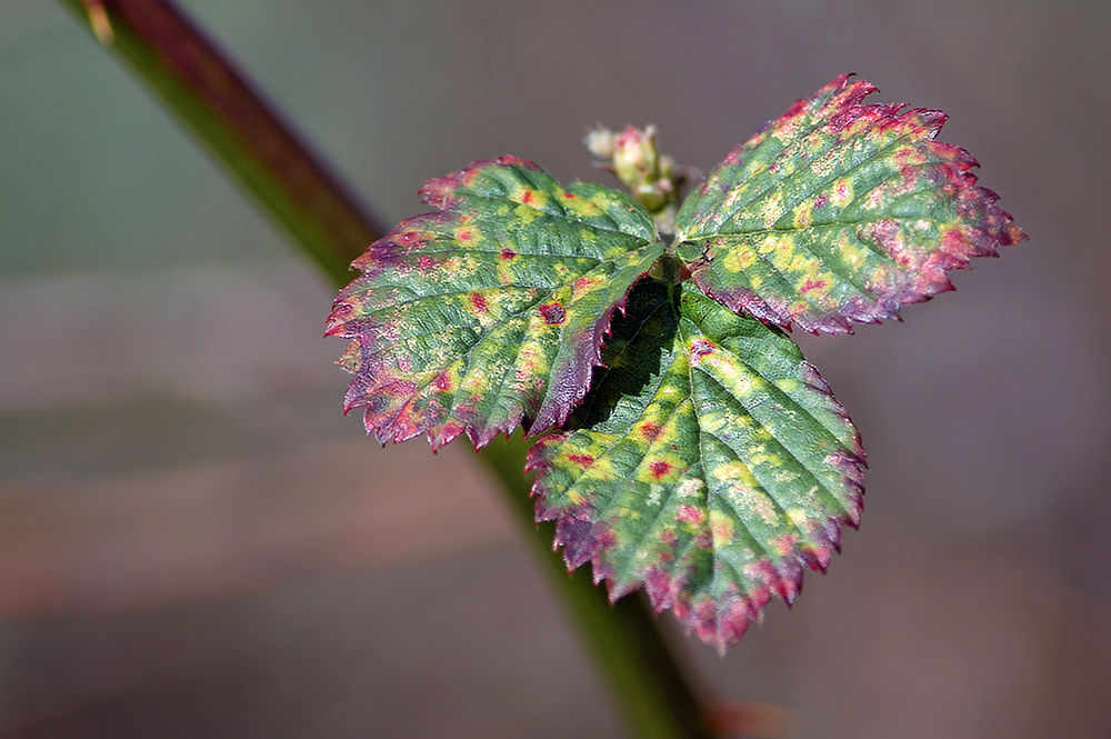 Brombeer Rost