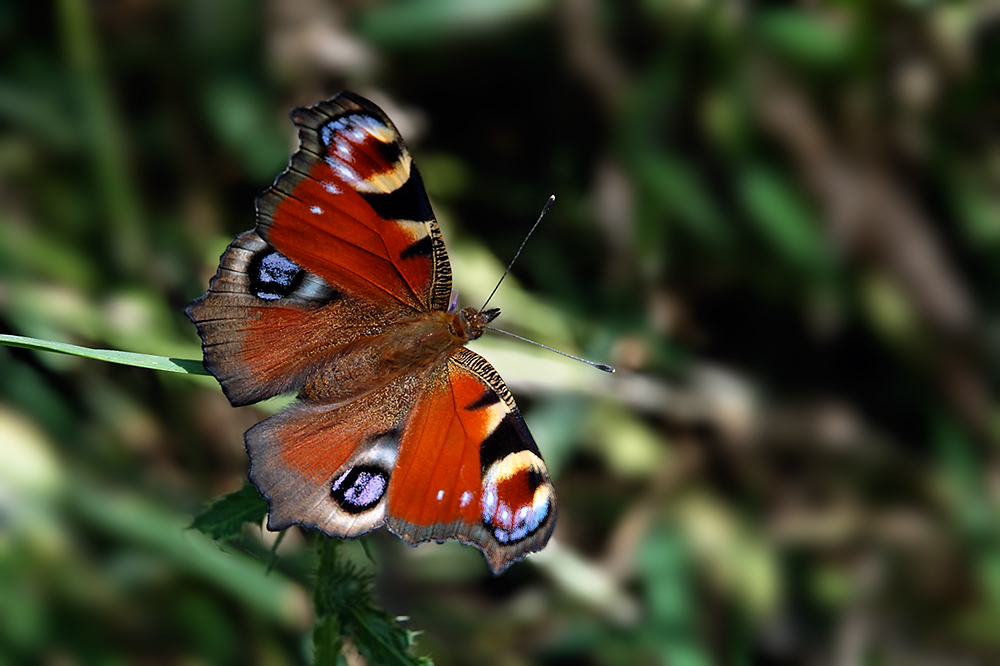 Dieses besondere Tagpfauenauge...