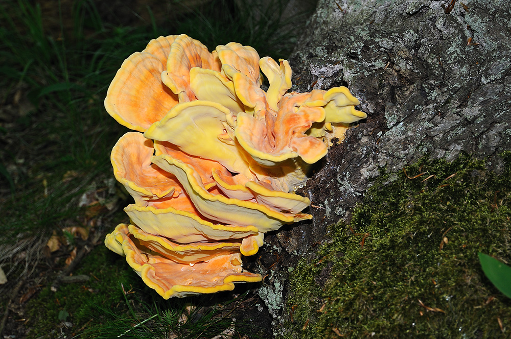 Ein besiegeltes Schicksal