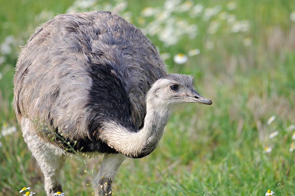 Ein invasiver Schädling...